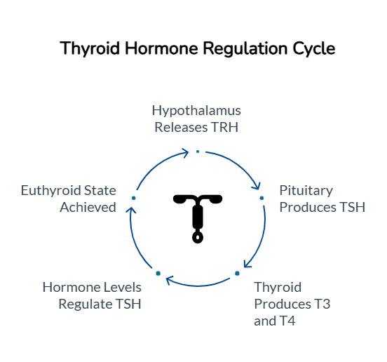 Thyroid Health in Women: Expert Strategies to Restore Balance at Every Life Stage