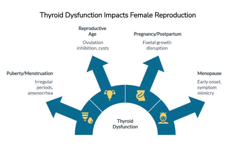 Thyroid Health in Women: Expert Strategies to Restore Balance at Every Life Stage